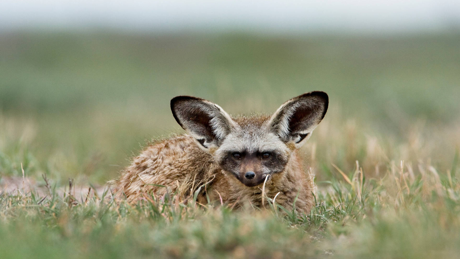 Botswana Bat-eared Fox Hiding Background