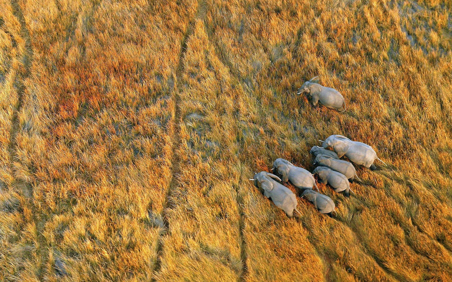 Botswana Bird's Eye View Elephants Background