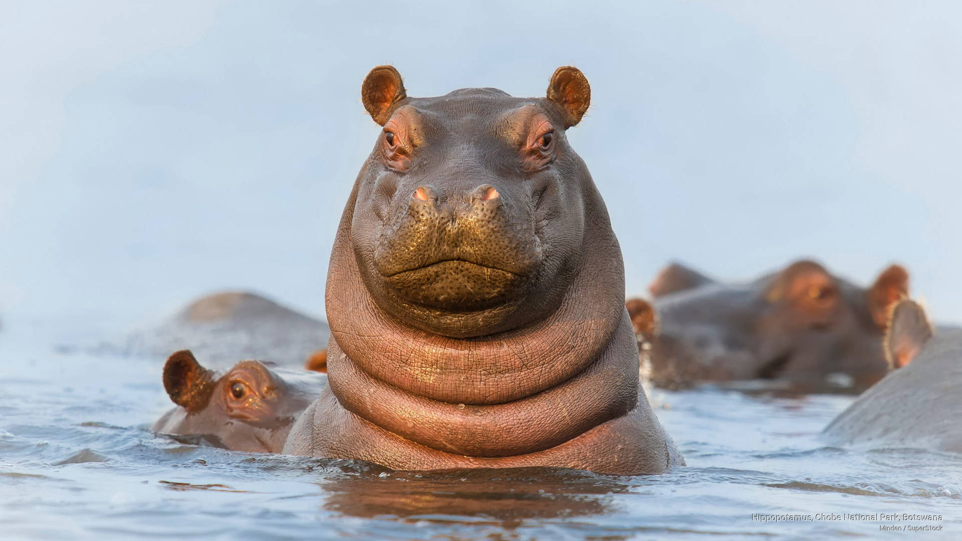 Botswana Bloat Of Hippos Background