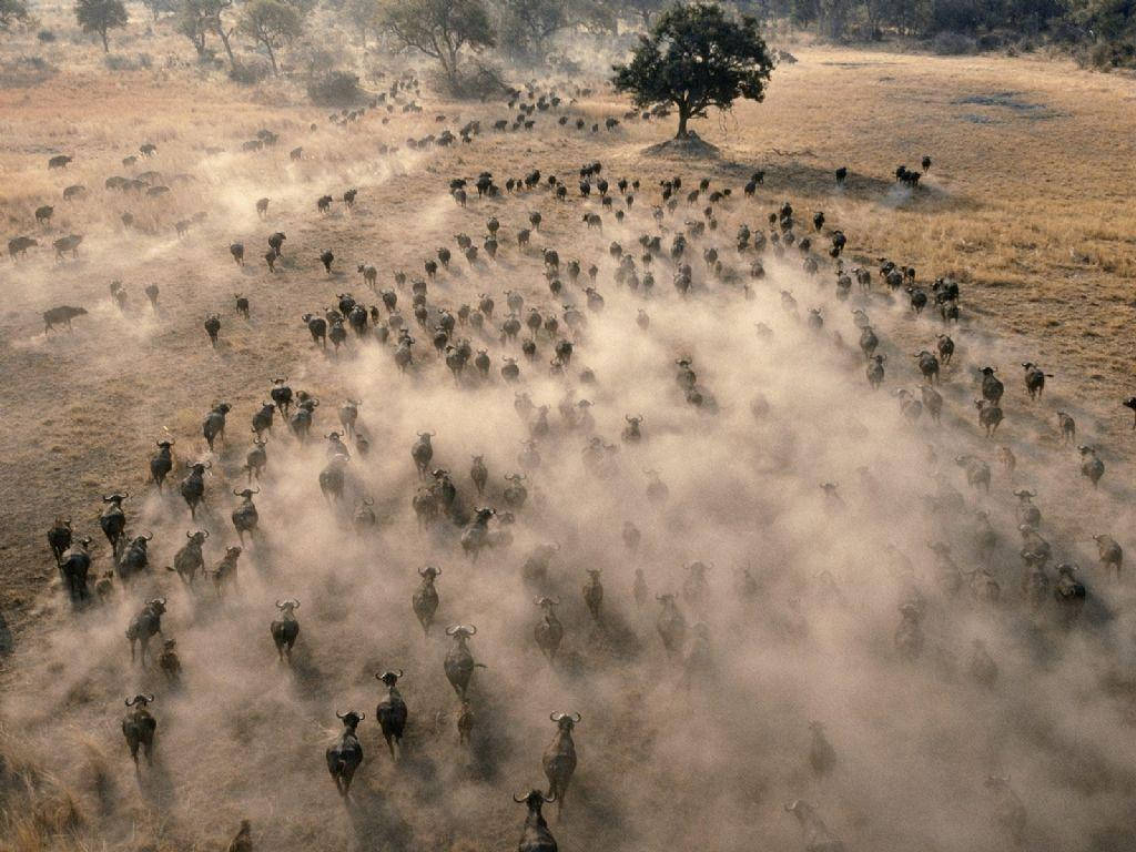 Botswana Buffalo Stampede Background
