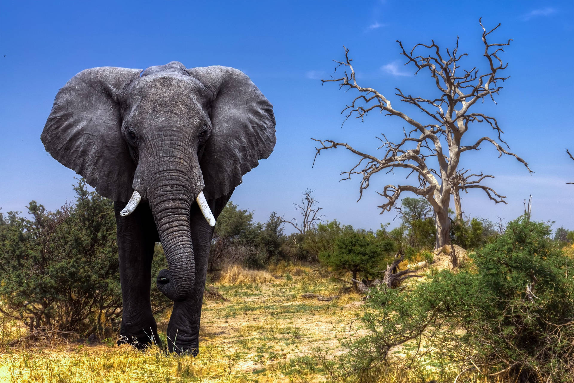 Botswana Elephant Dried Grasslands