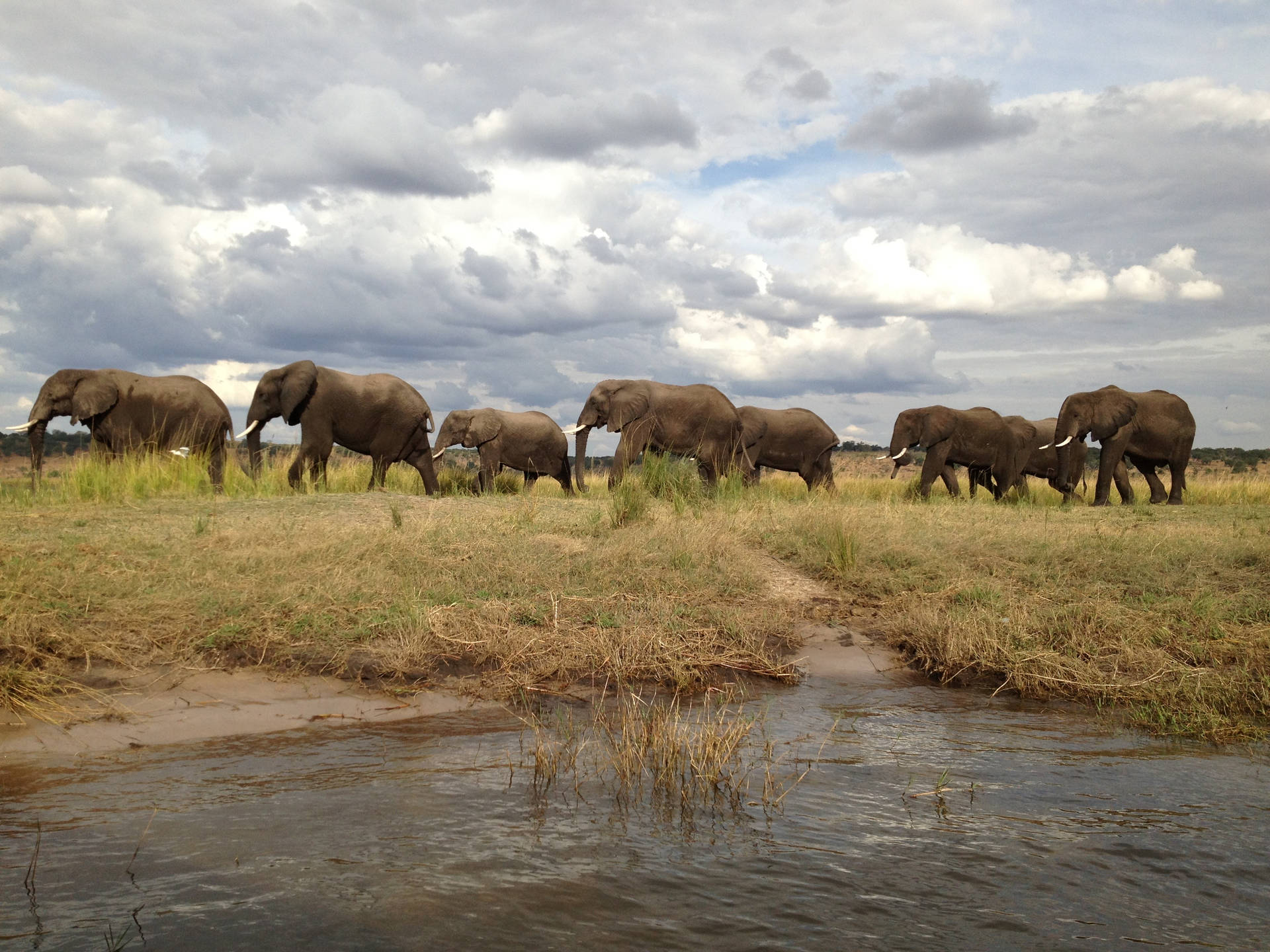 Botswana Elephant Herd Background