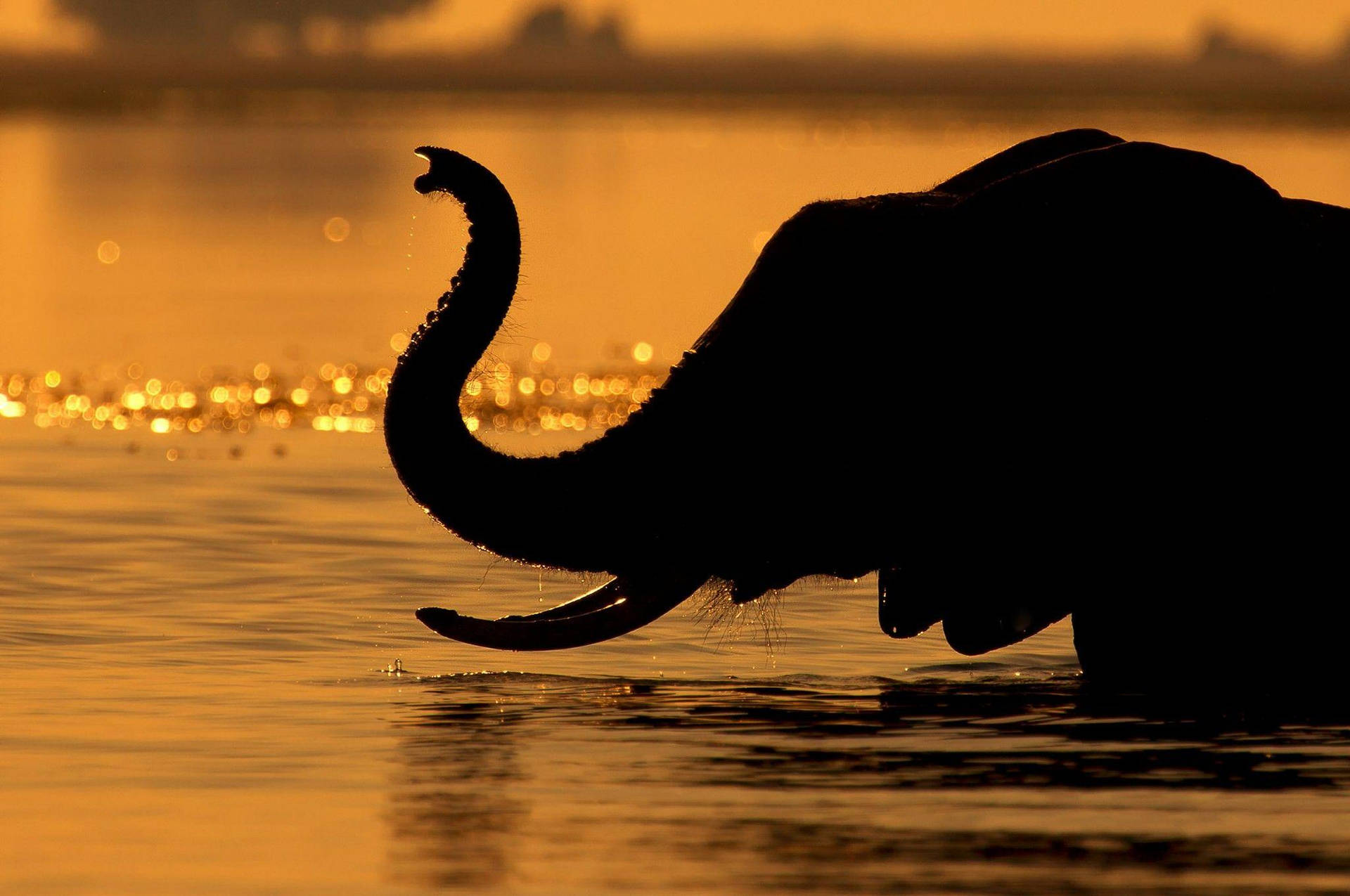 Botswana Elephant Trunk Silhouette Background