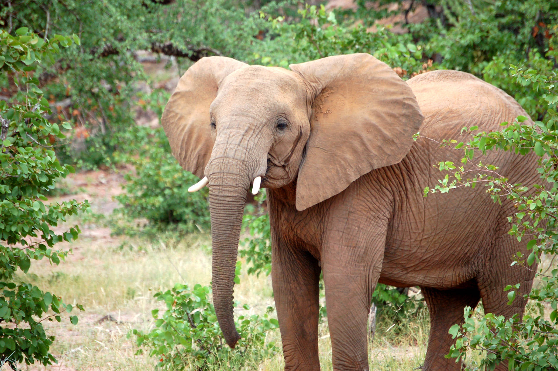 Botswana Elephant Wilderness Background