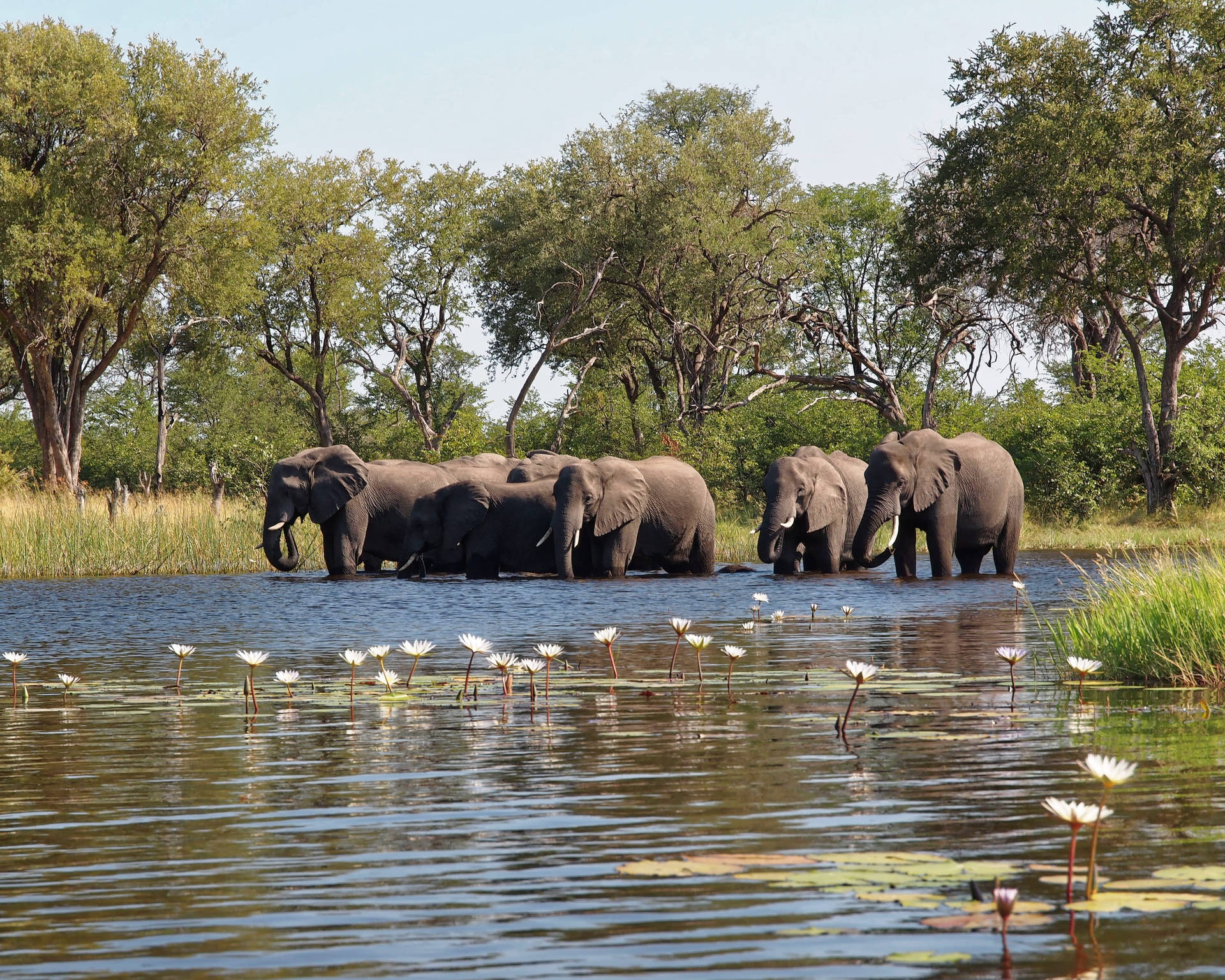 Botswana Elephants At Water Background