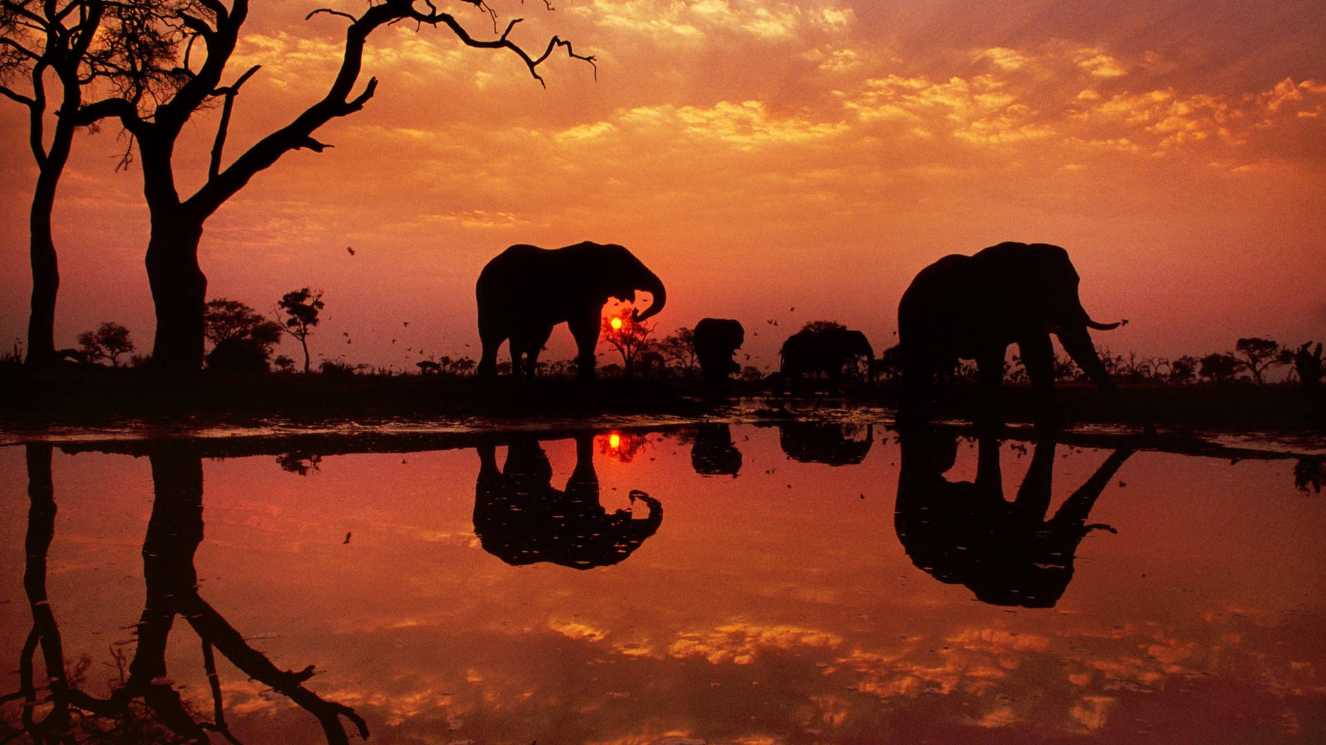 Botswana Elephants Dusk Silhouette Background