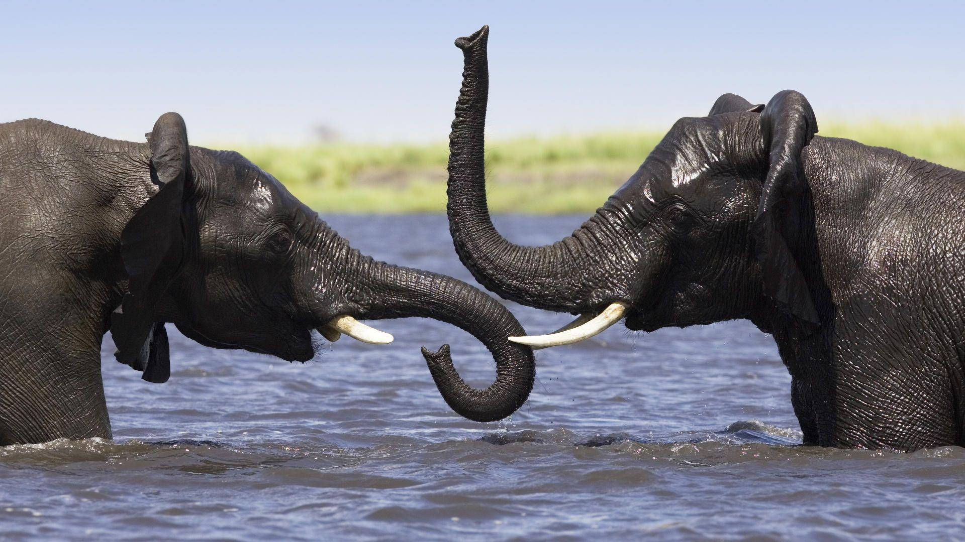 Botswana Elephants Playing On Water Background