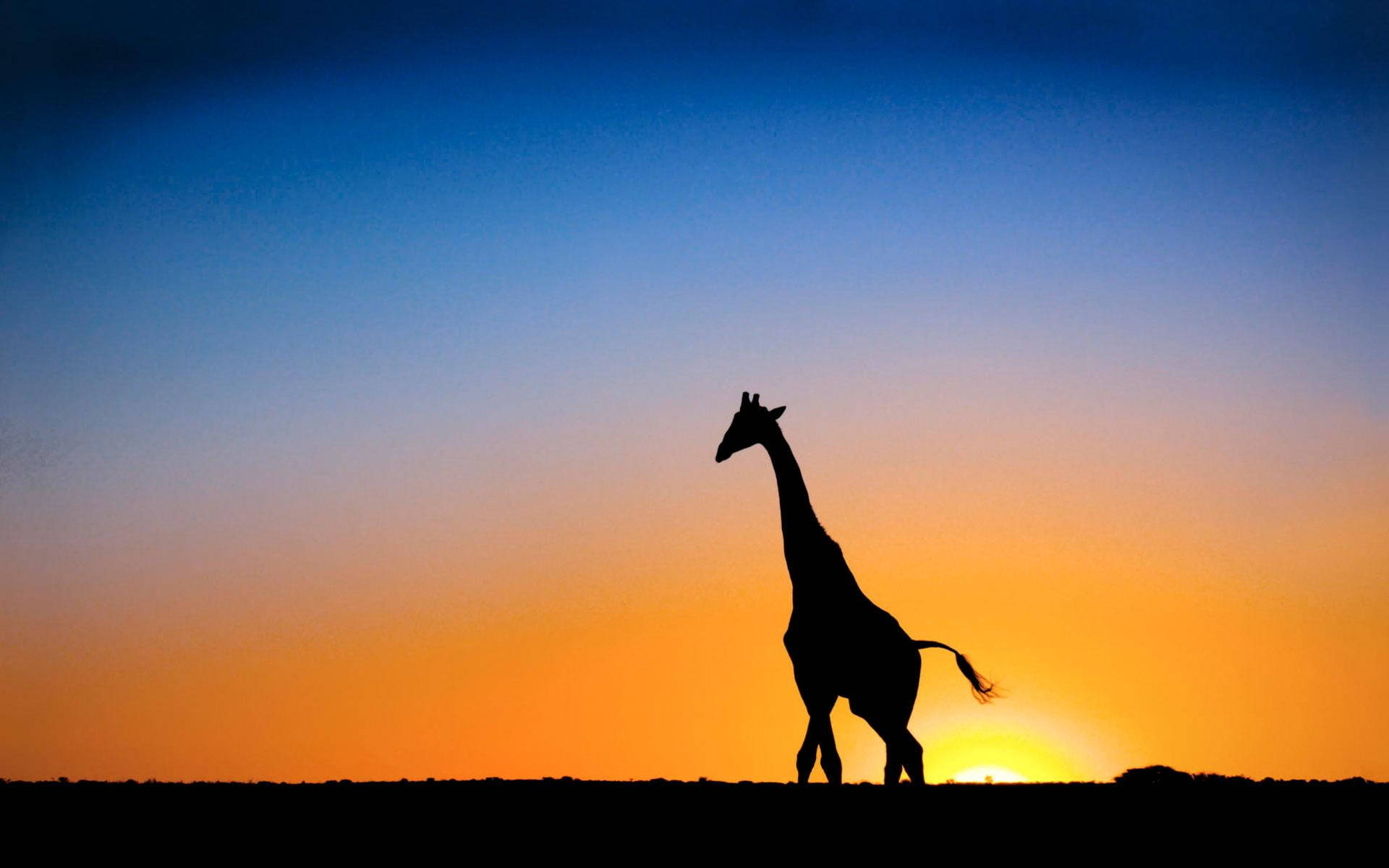 Botswana Giraffe Gradient Sunset