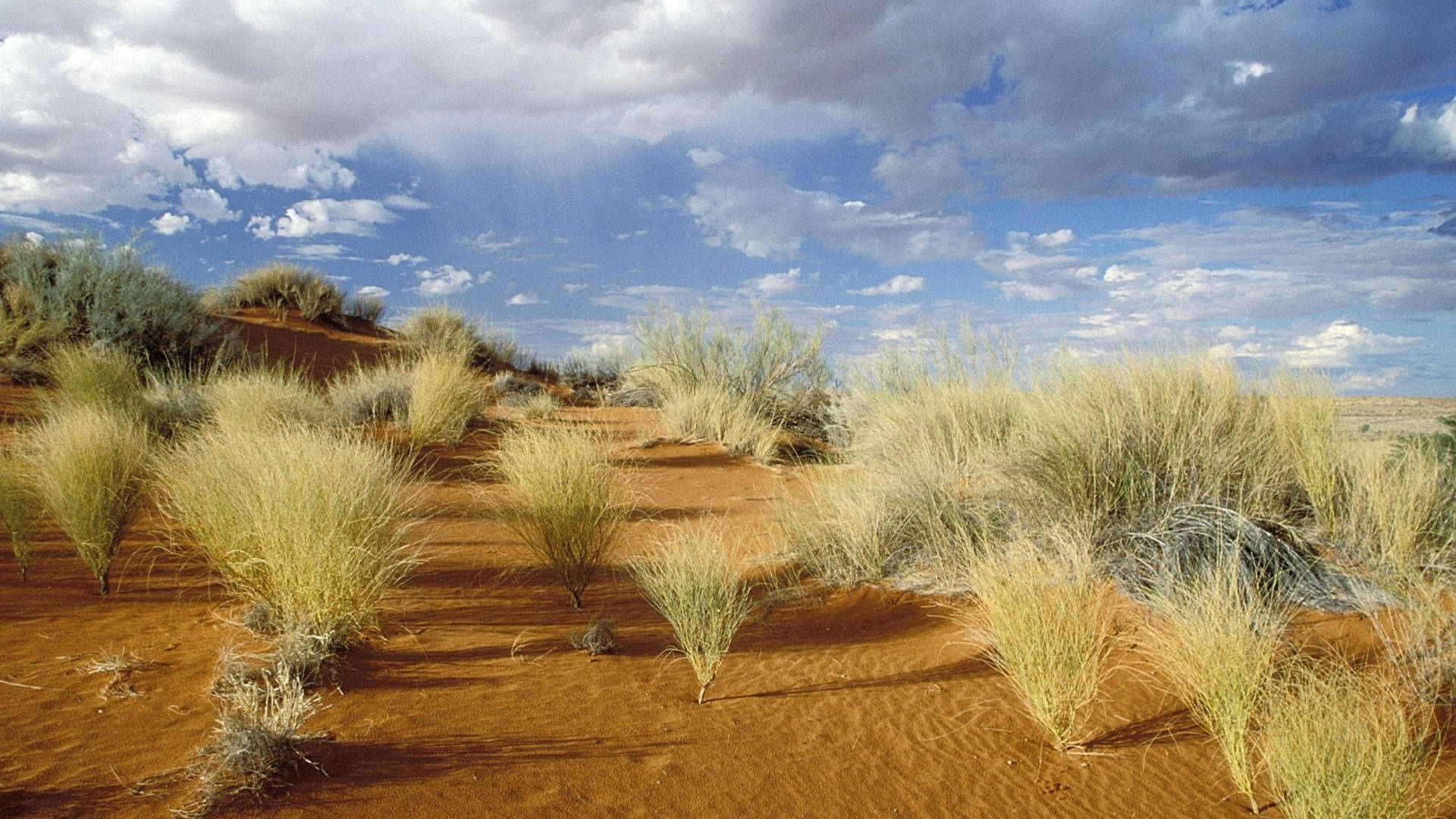 Botswana Grasses On Dunes