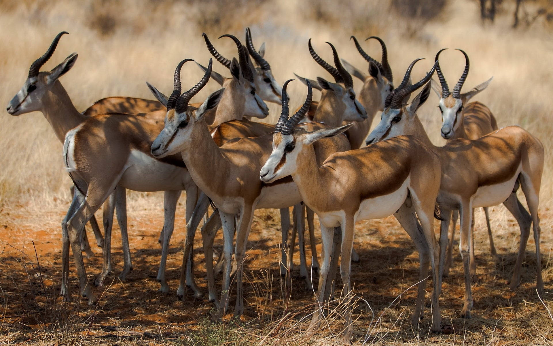 Botswana Herd Of Antelope
