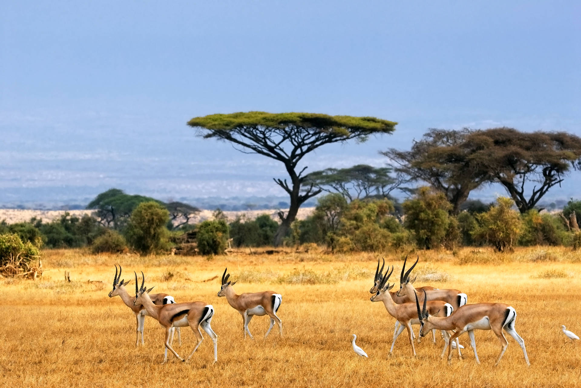Botswana Herd Of Gazelles Background