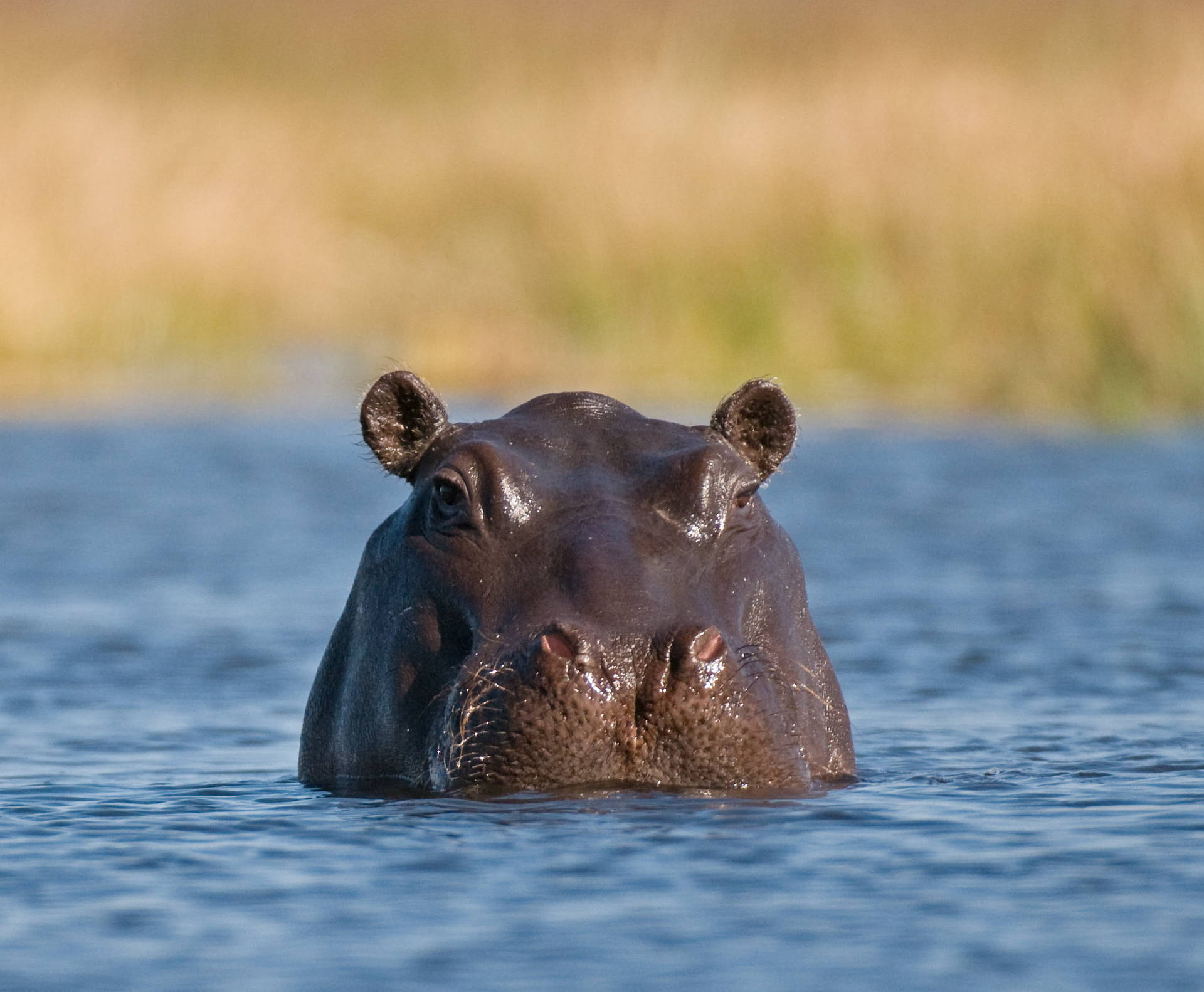 Botswana Hippopotamus In Water Background