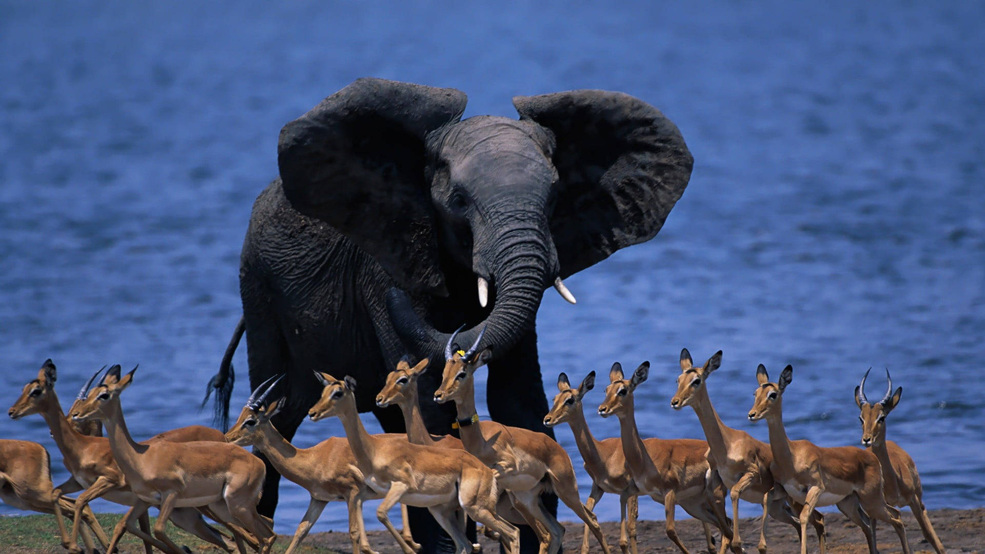 Botswana Impalas Running Away Background