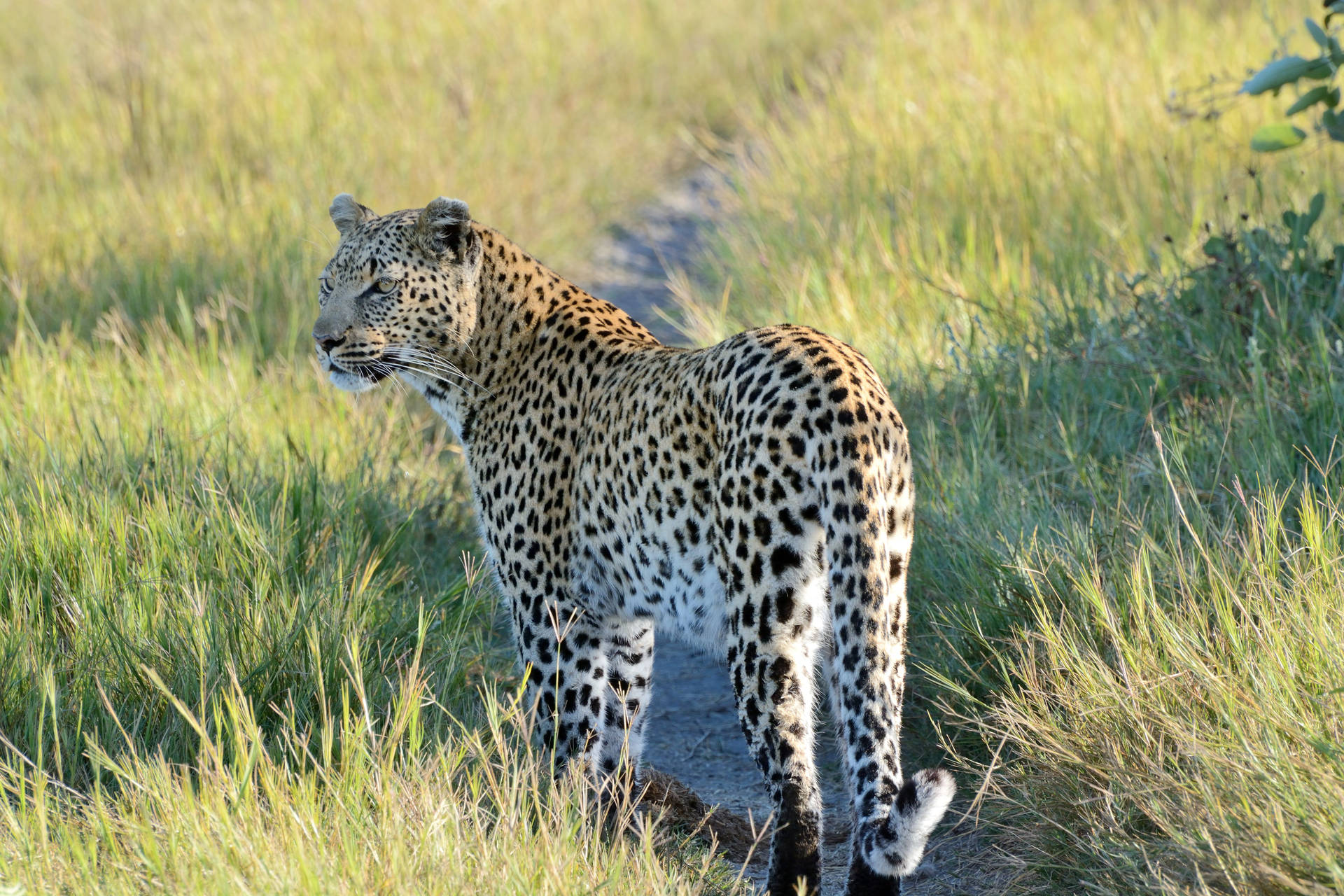 Botswana Leopard Hunting Background