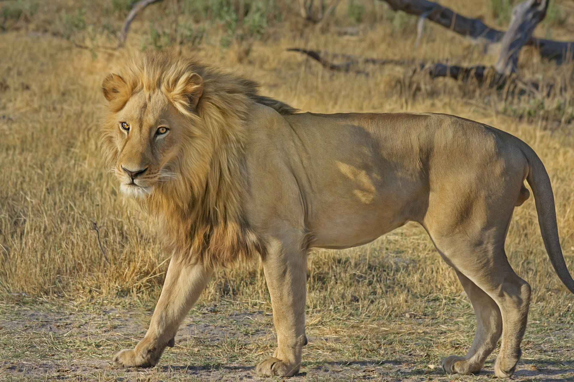 Botswana Lion Hunt