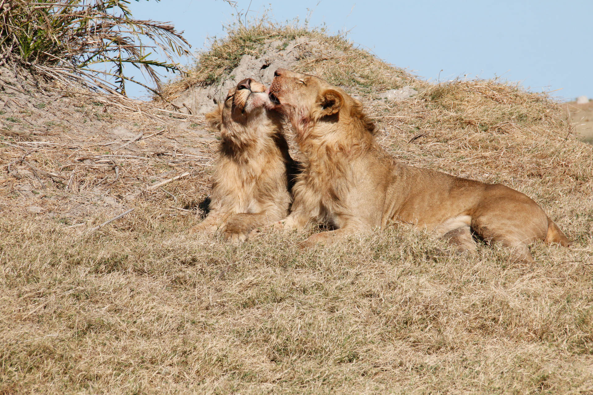 Botswana Lions Nuzzling