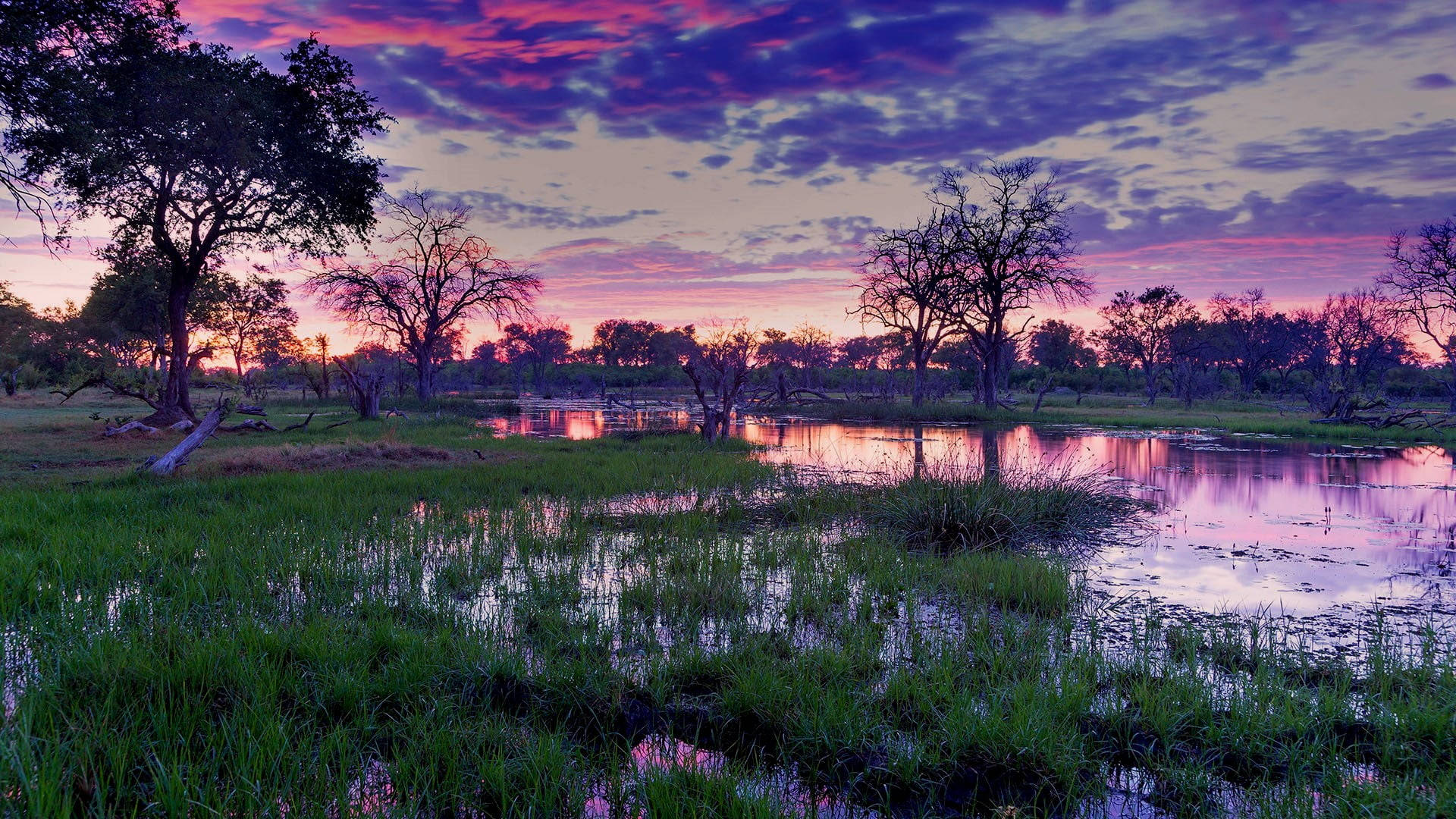 Botswana Marshland Against Pink Skies Background