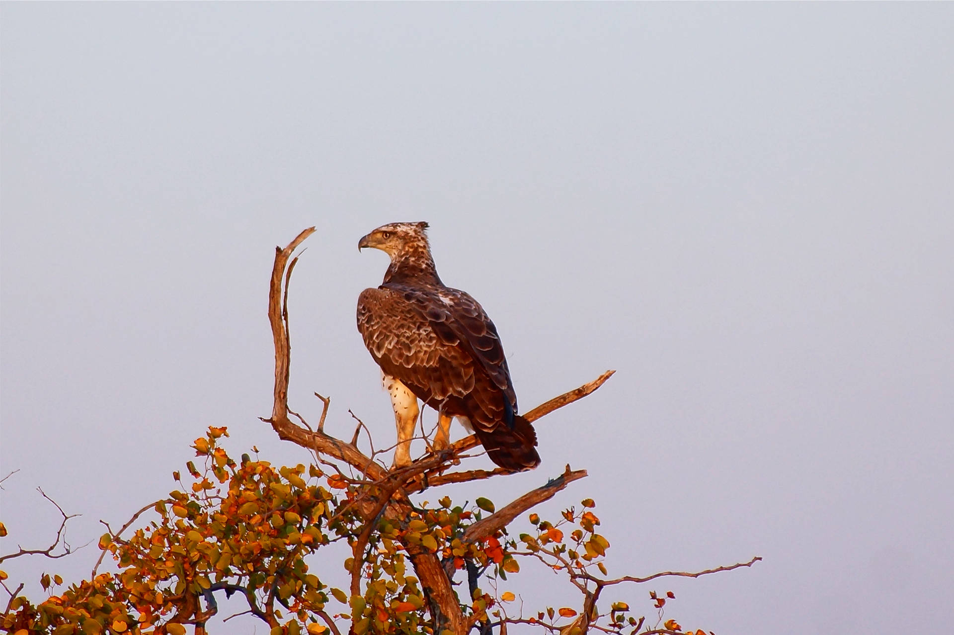 Botswana Martial Eagle Background