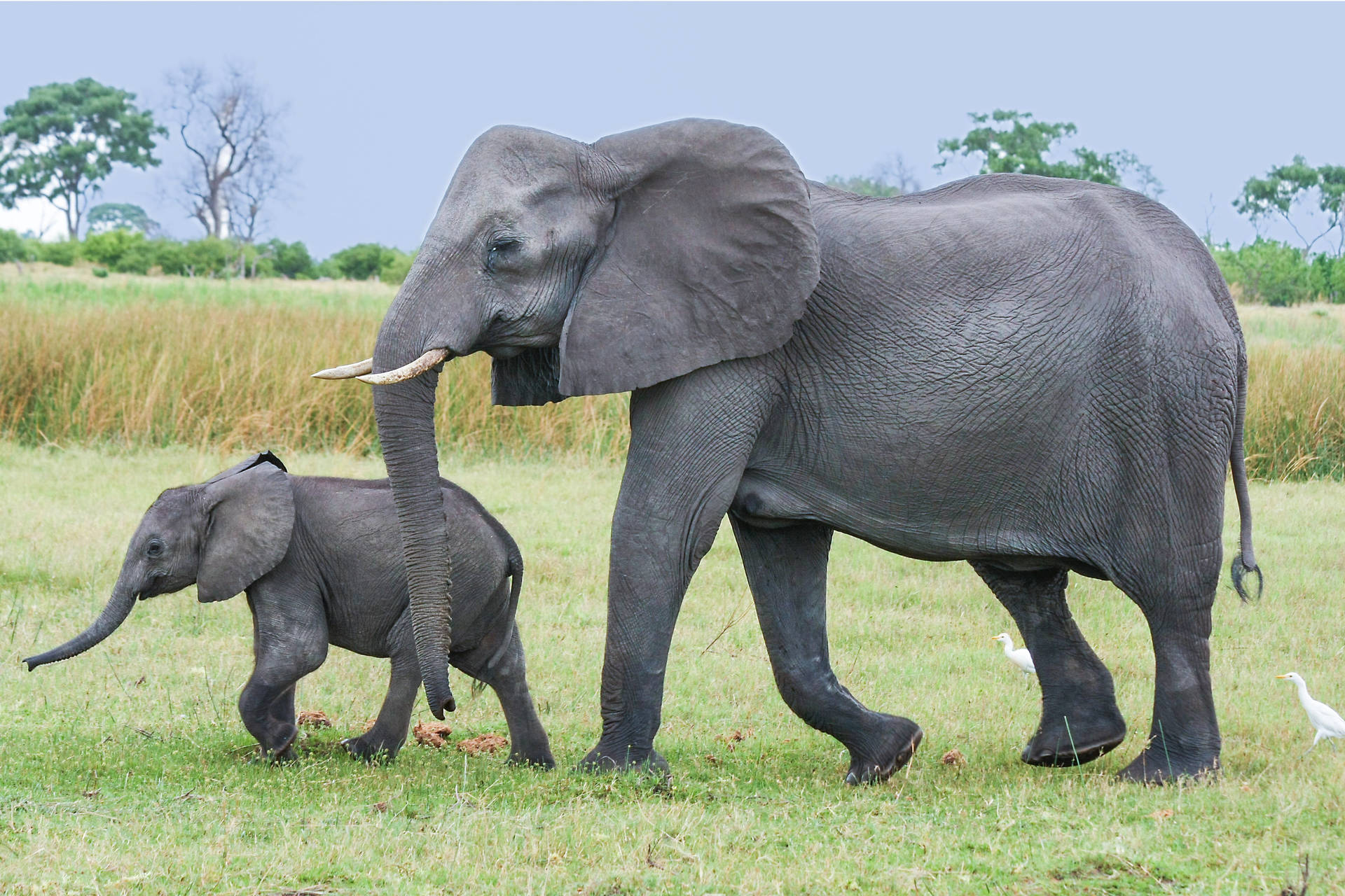 Botswana Mother And Baby Elephant Background