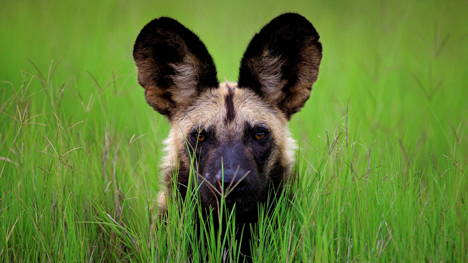 Botswana Peeking Wild Dog Background