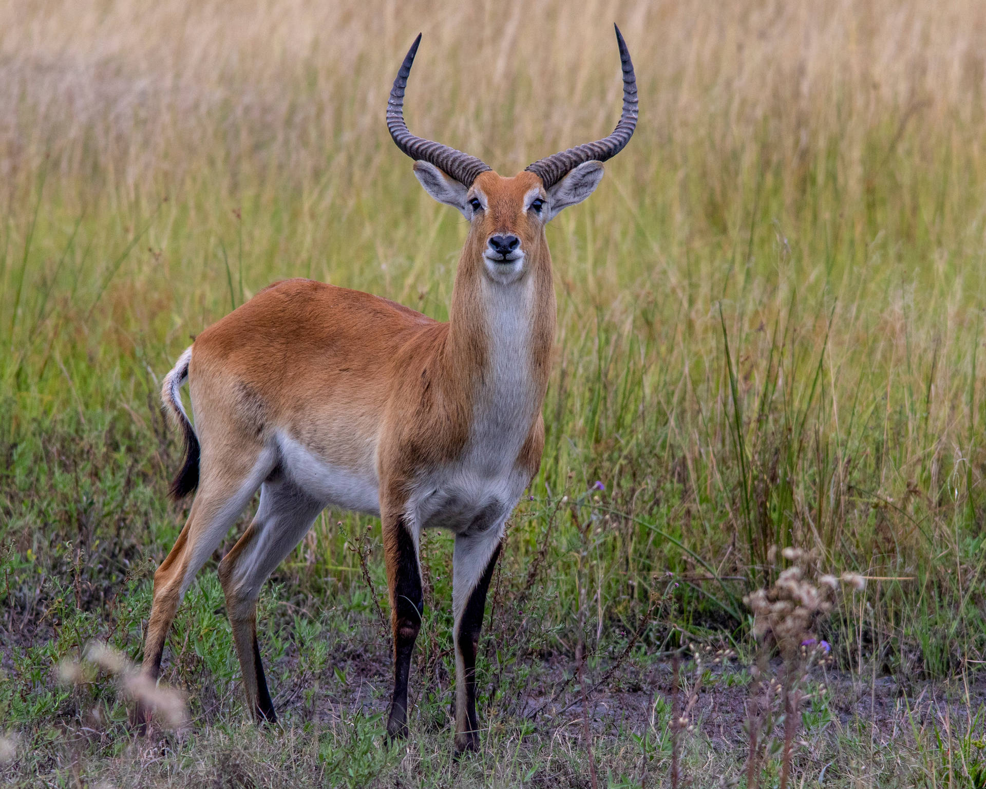 Botswana Red Lechwe