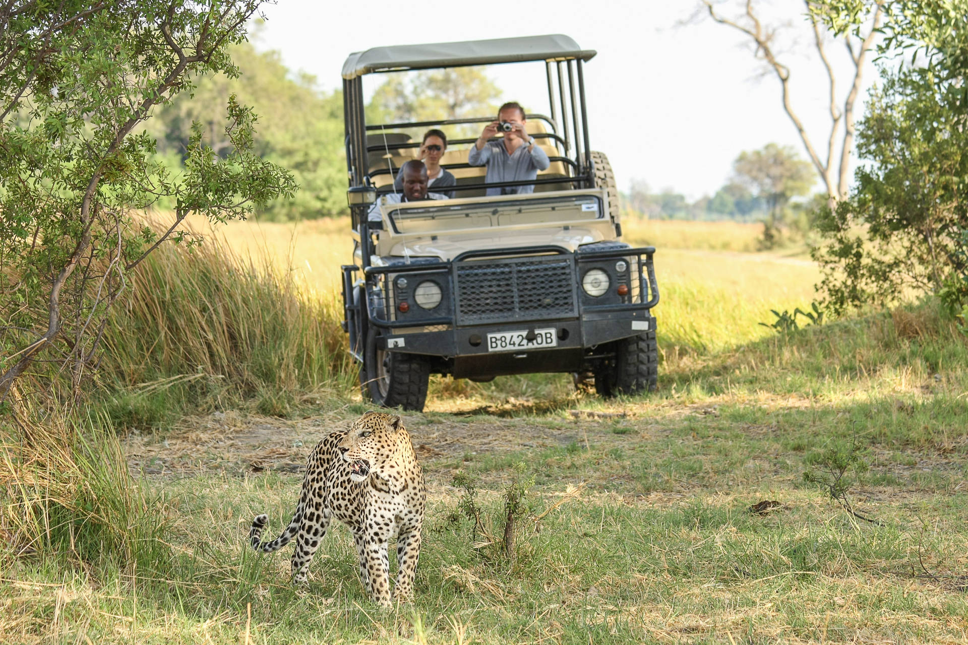 Botswana Safari Tourists Background