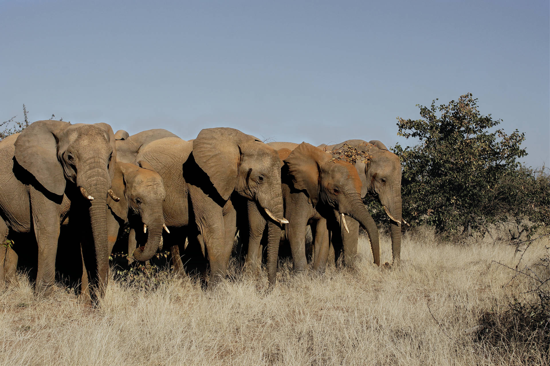 Botswana Savanna Elephants
