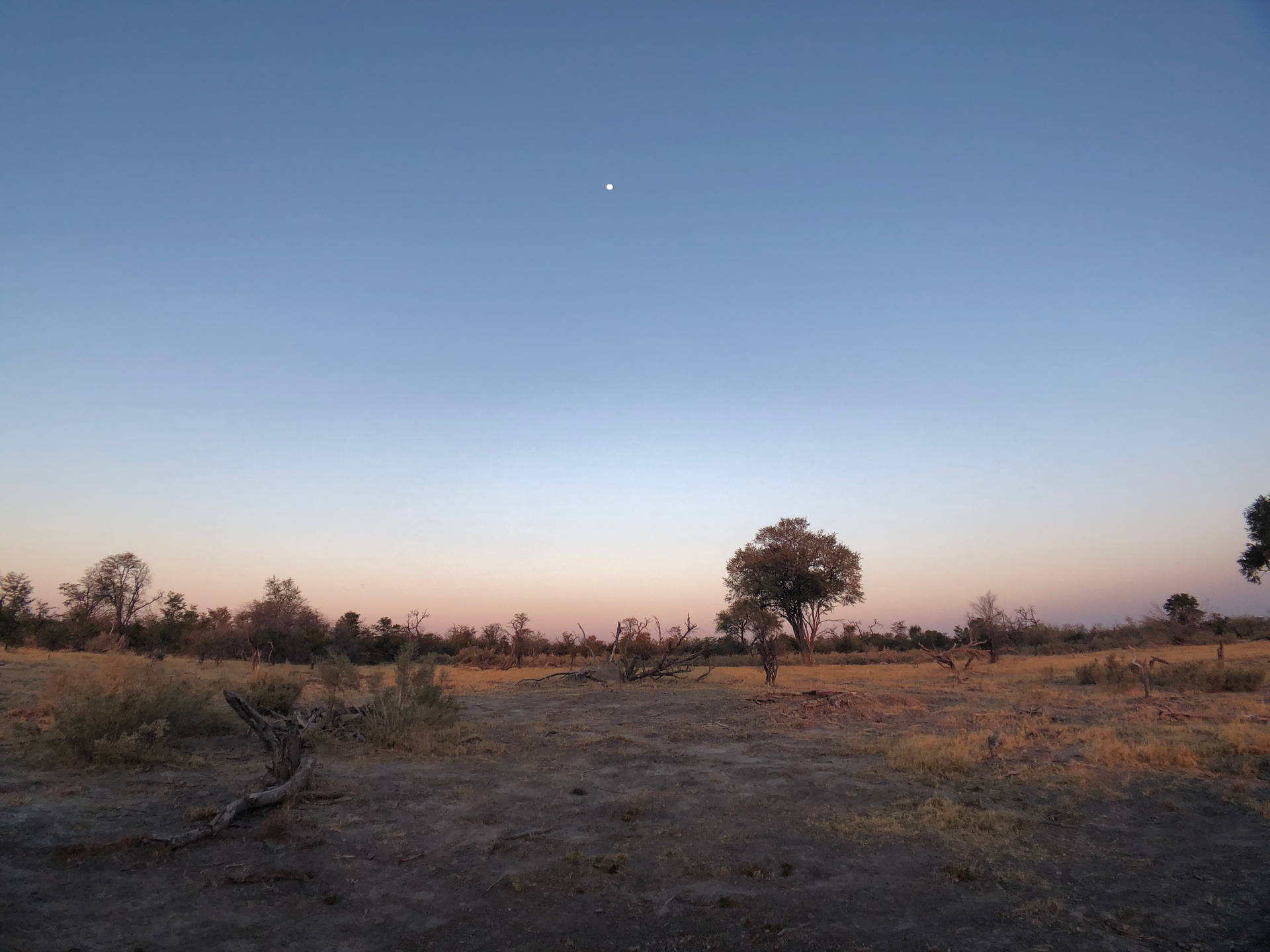 Botswana Savanna Soft Sunset Background