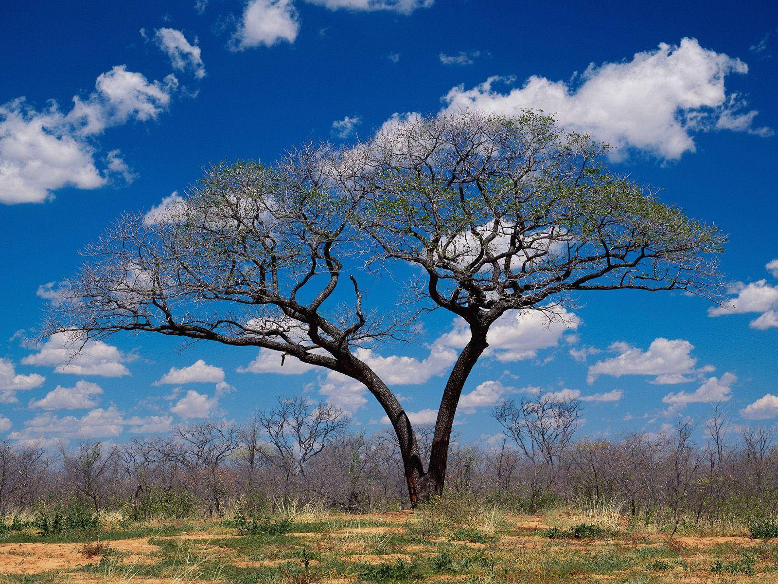 Botswana Savanna Tree