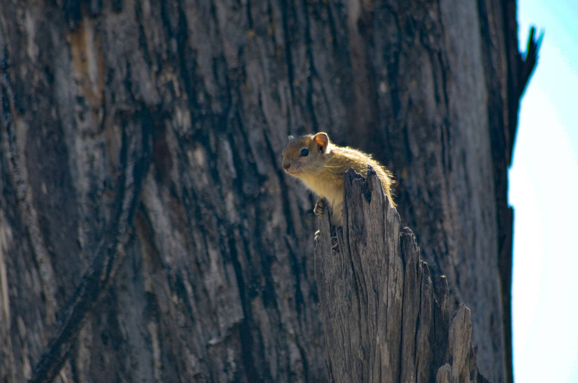 Botswana Squirrel On Stump Background