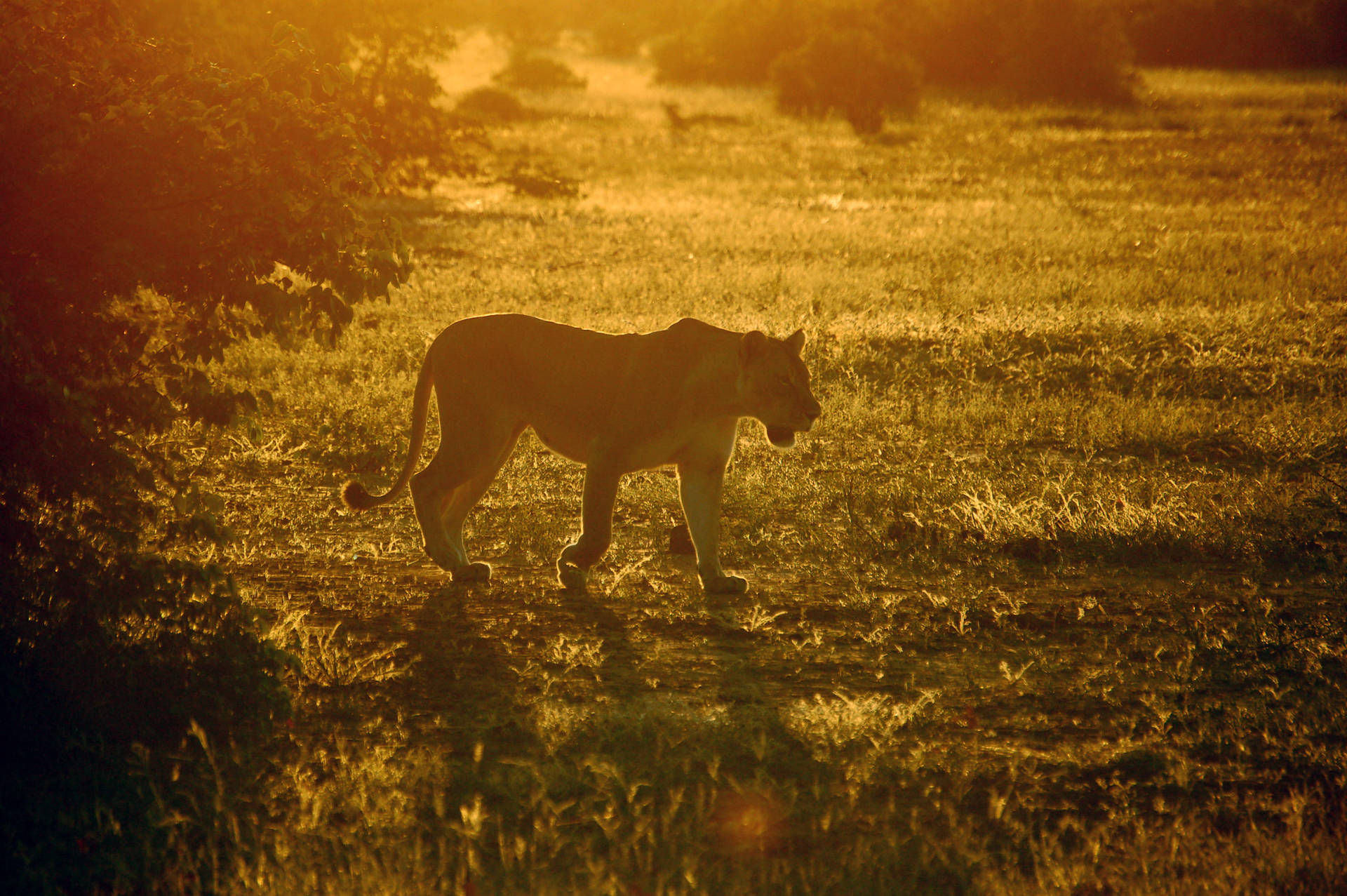 Botswana Sunlight Lioness