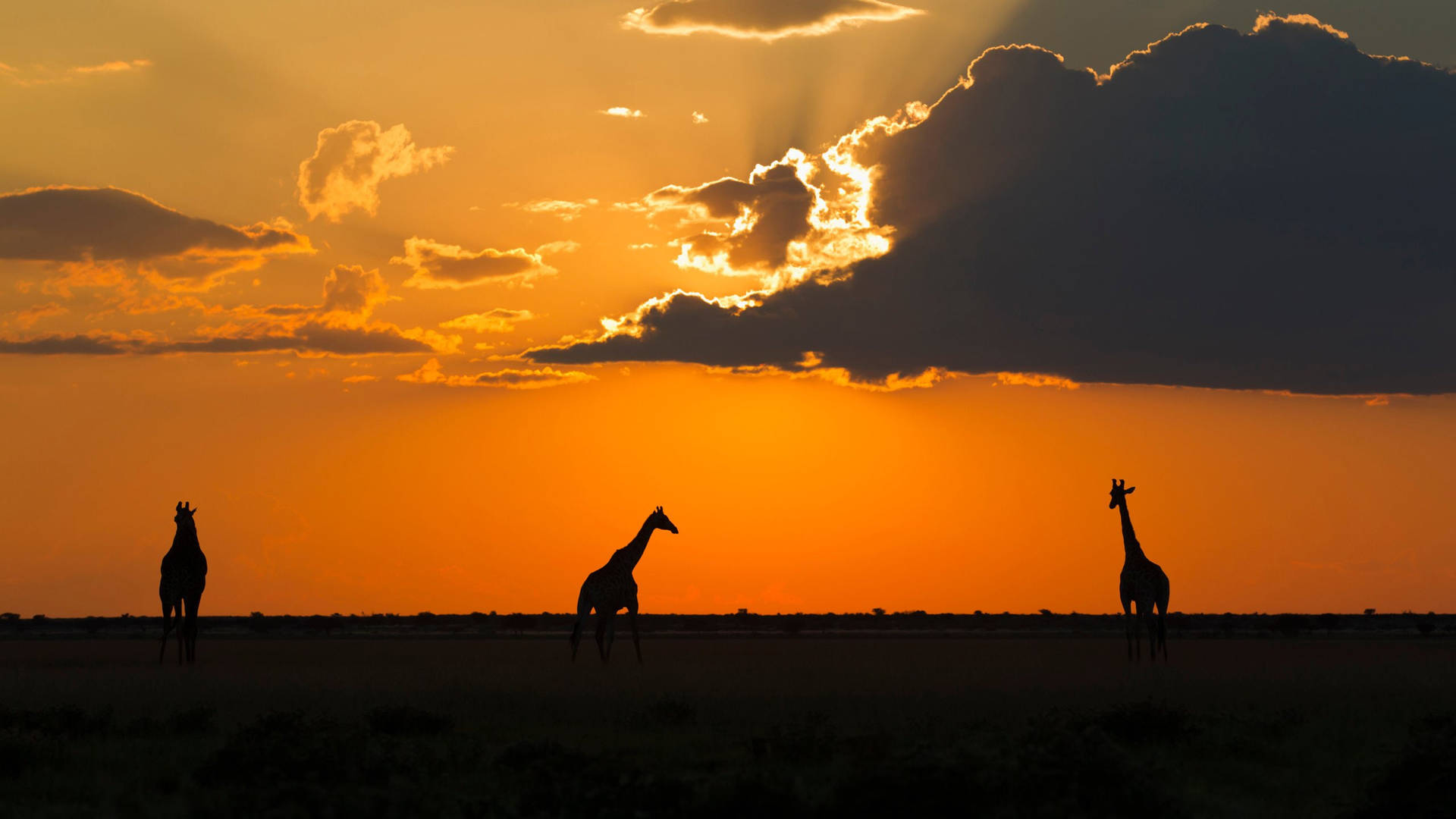 Botswana Sunset Giraffes Background