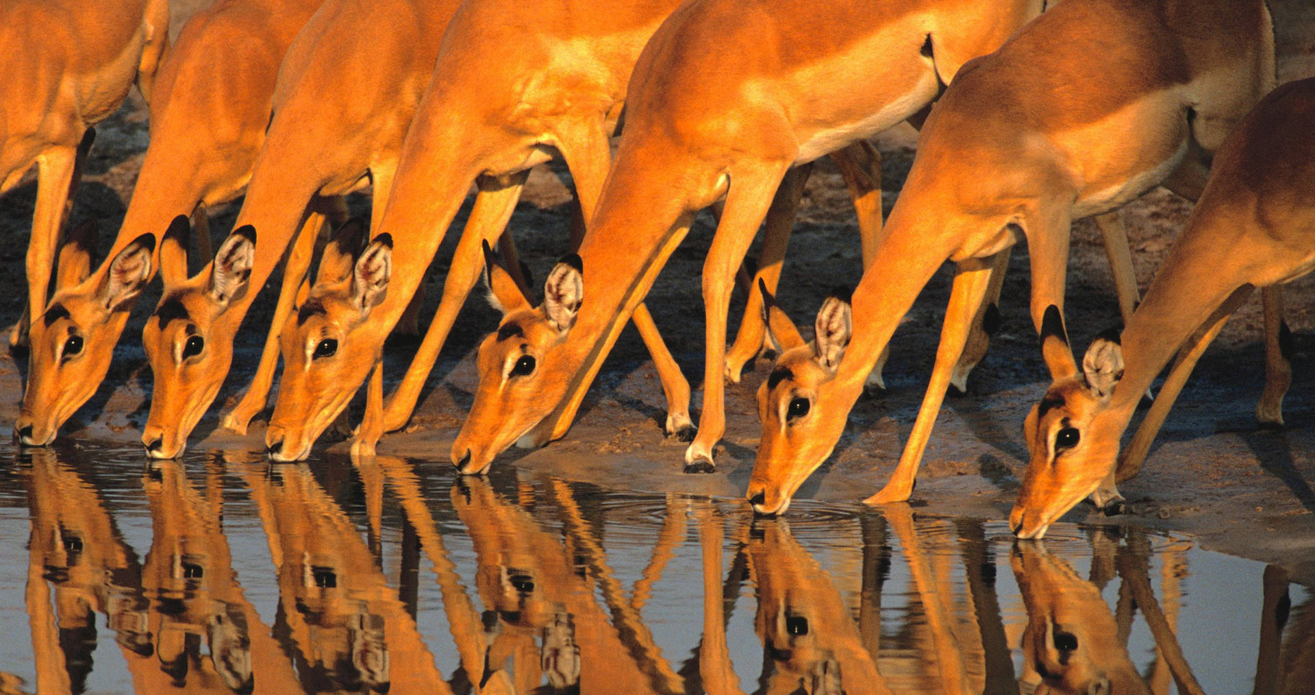 Botswana Thirsty Impalas Background