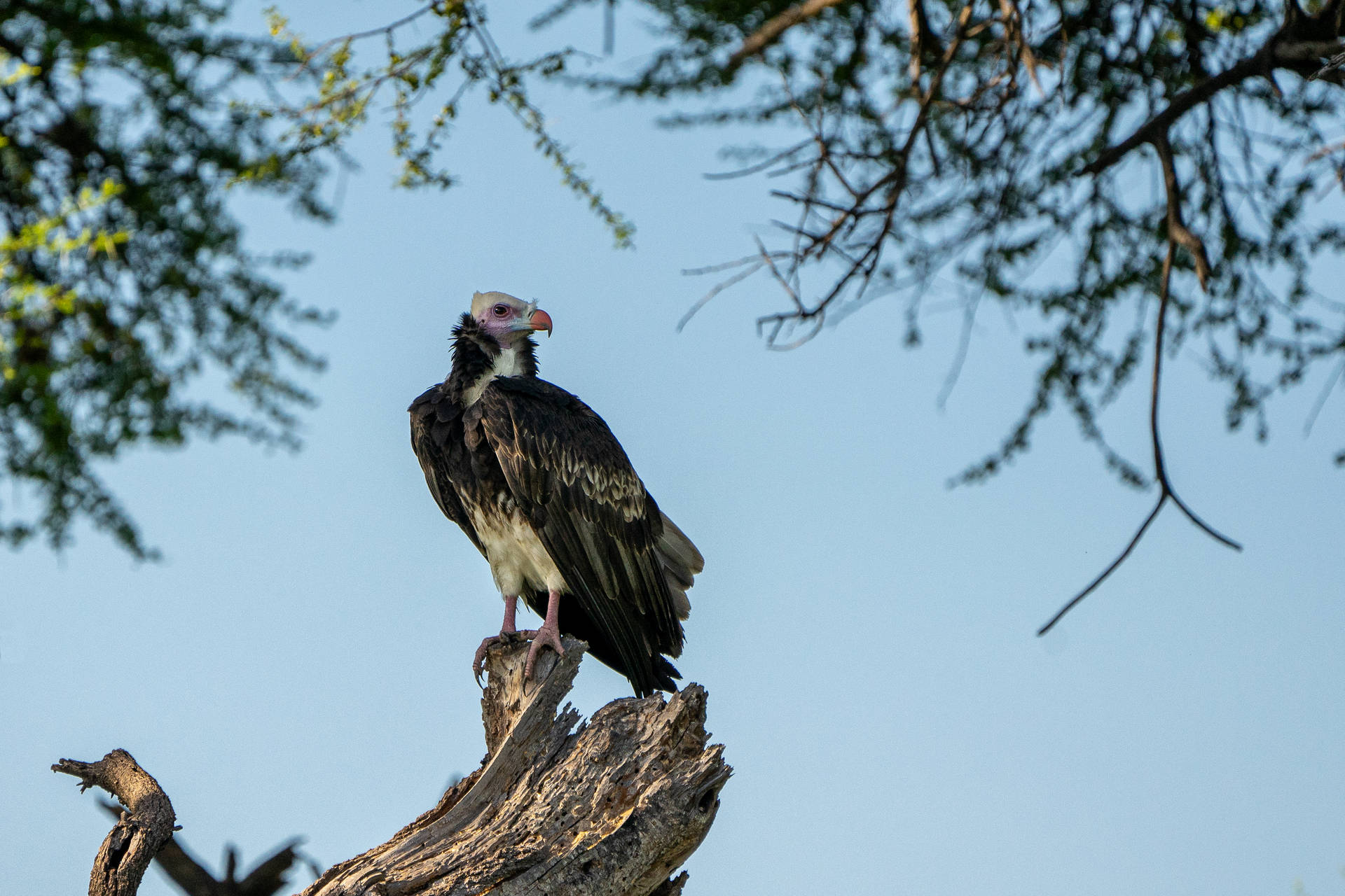 Botswana Vulture On Tree