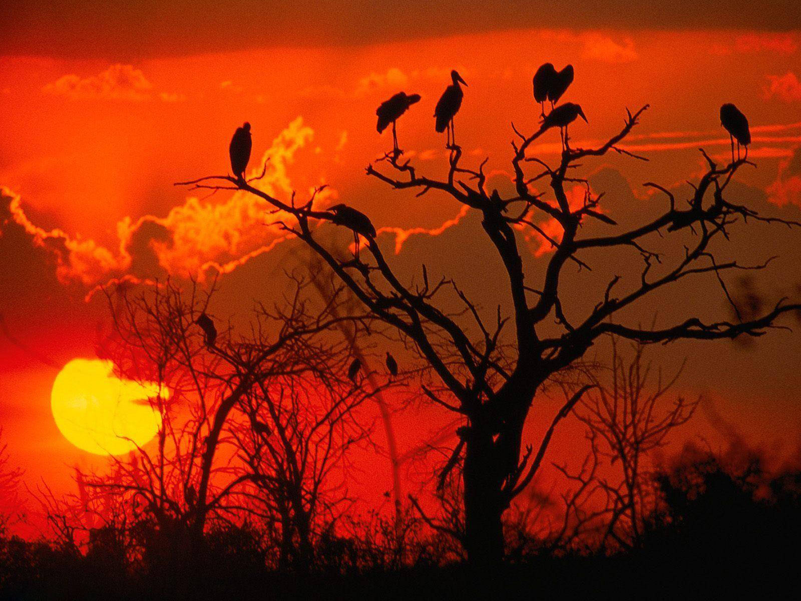 Botswana Vultures On Tree Silhouette