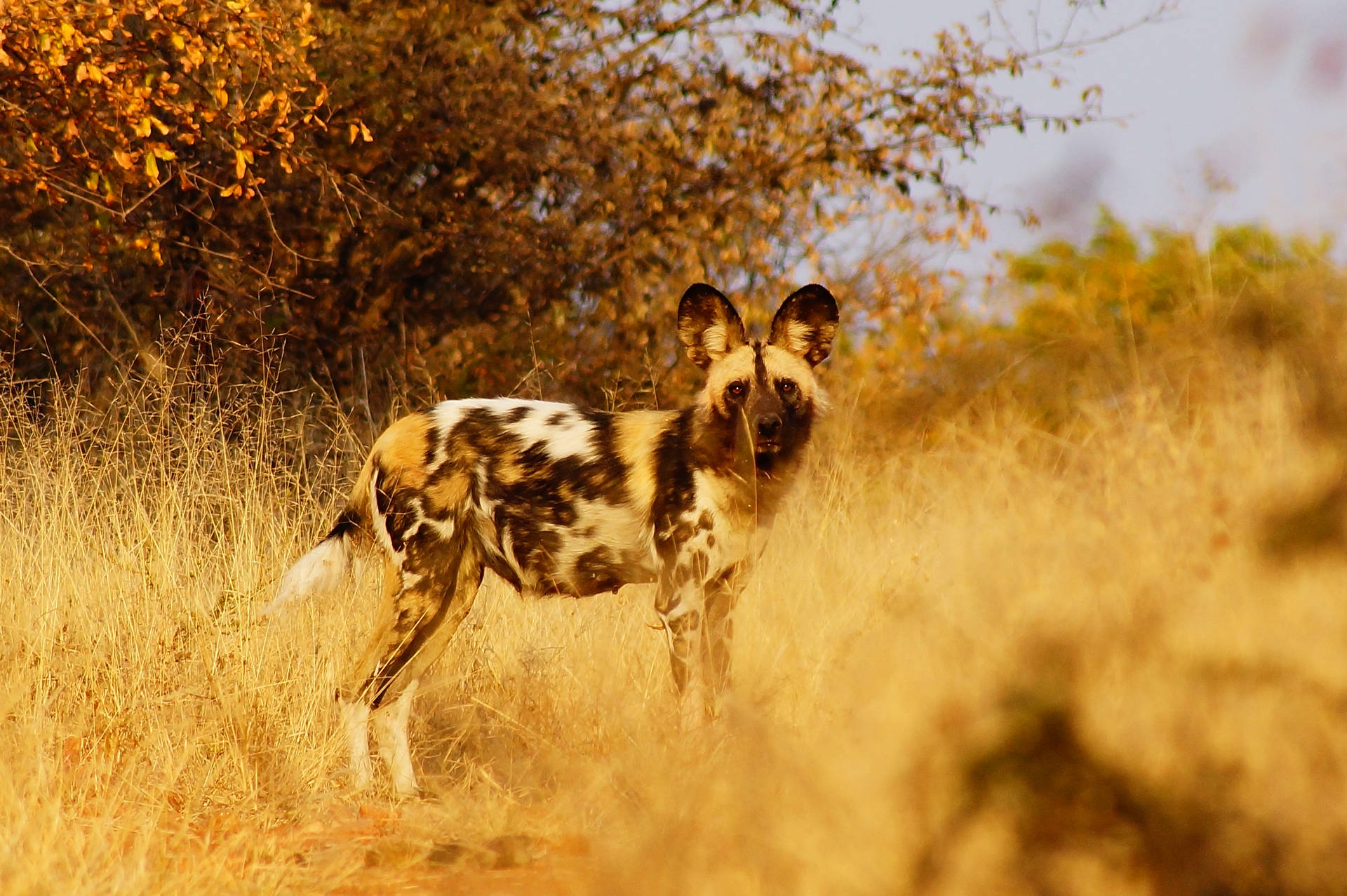 Botswana Wild Dog Background