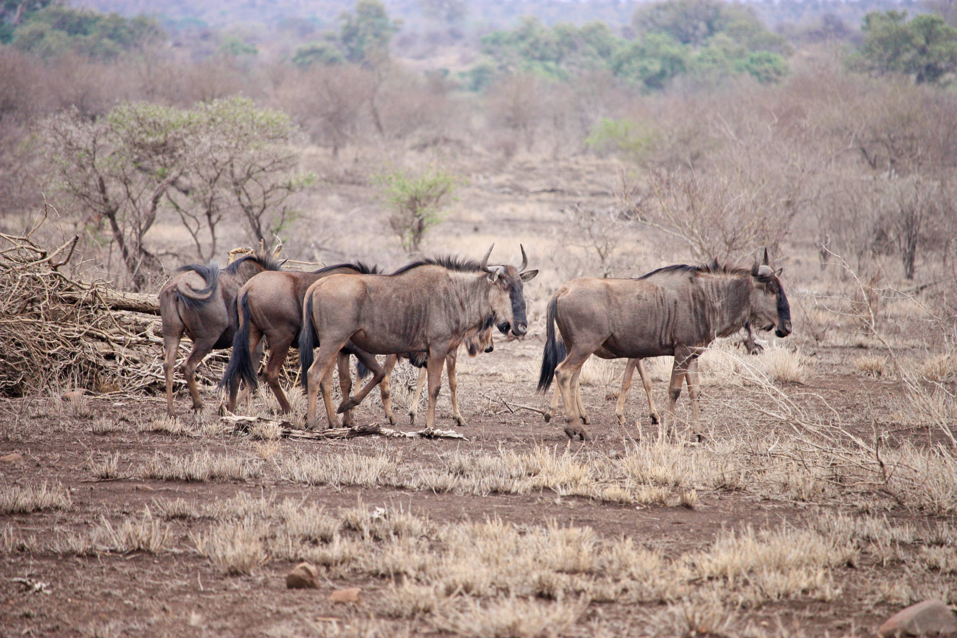 Botswana Wildebeest Group Background