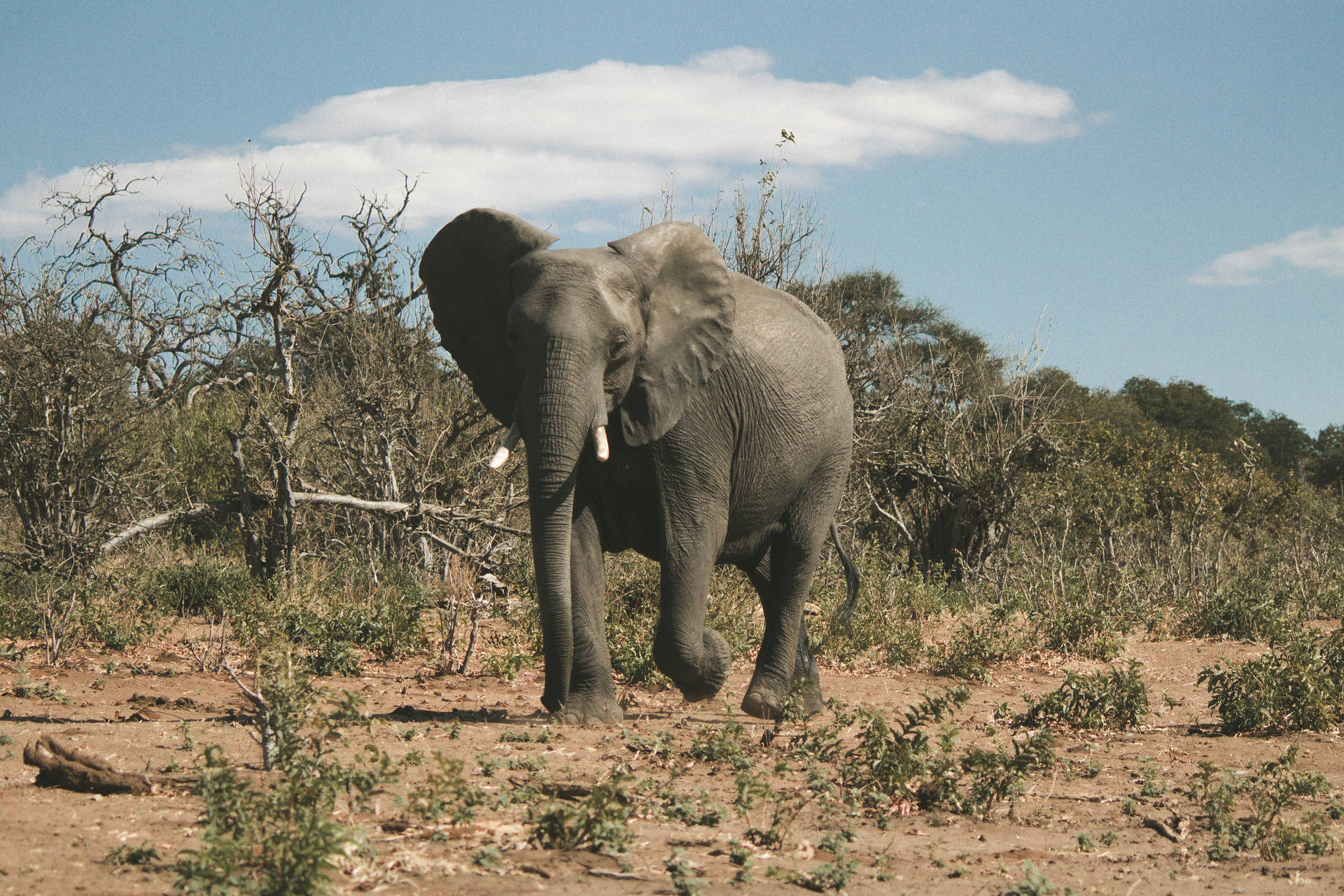 Botswana Wildlife Elephant