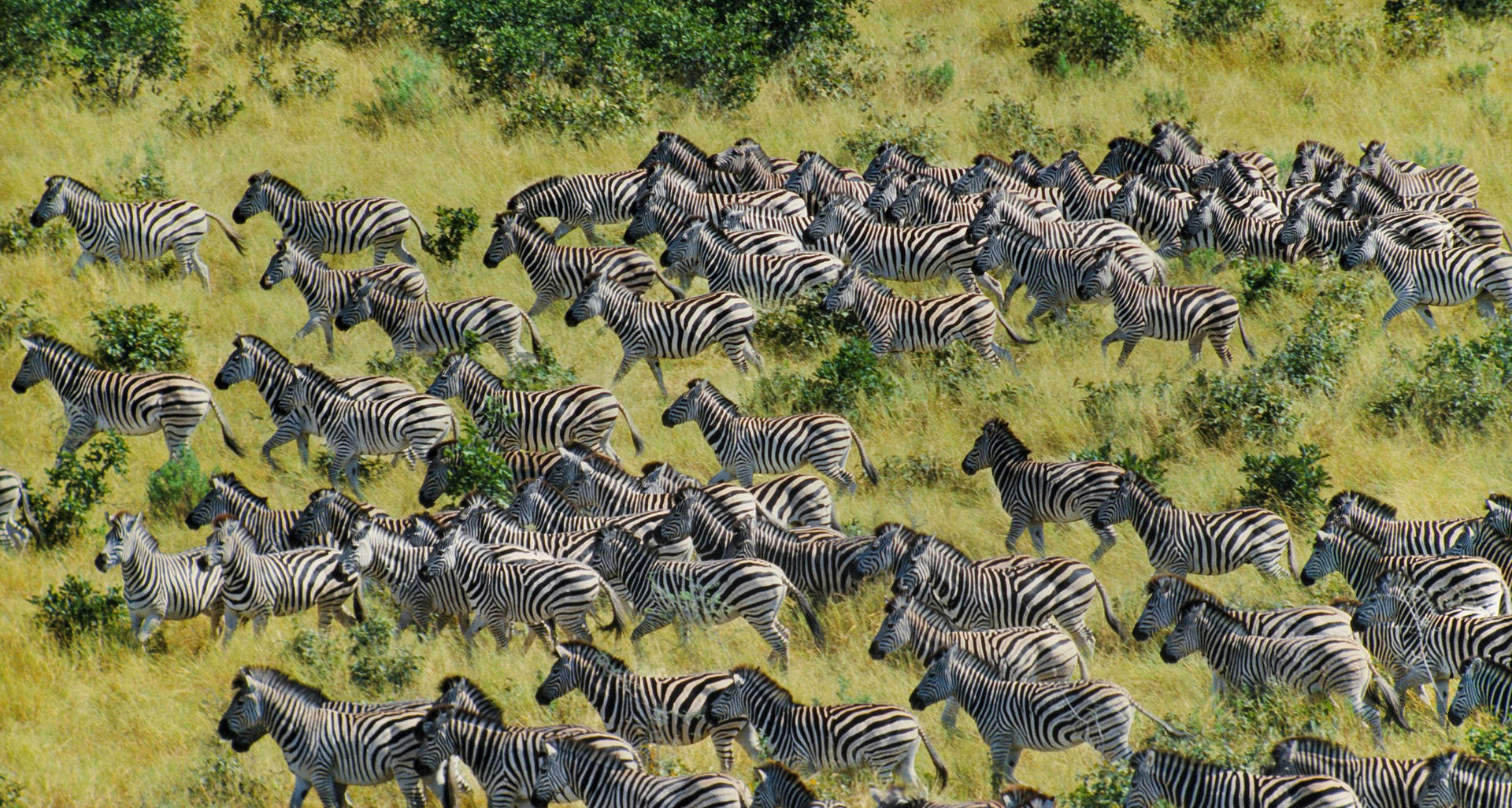 Botswana Zebra Migration