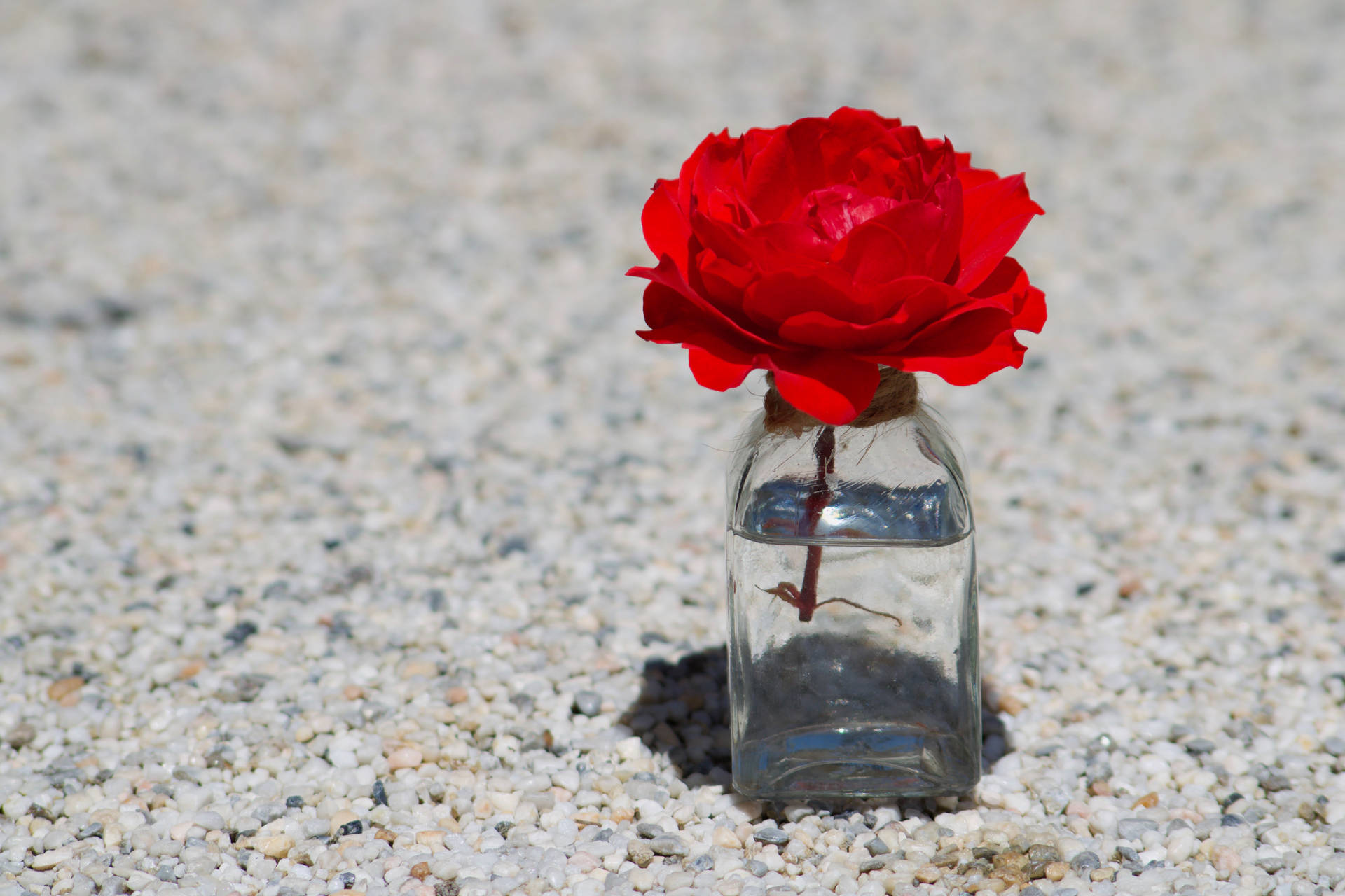 Bottled Red Rose Hd Background