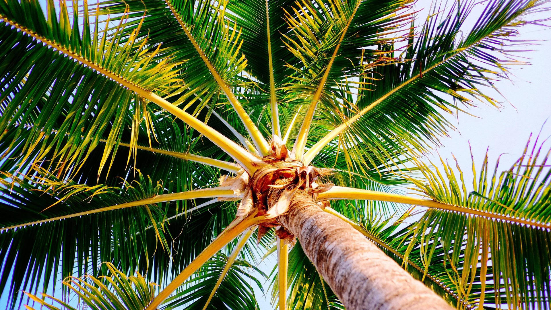 Bottom View Palm Tree Background
