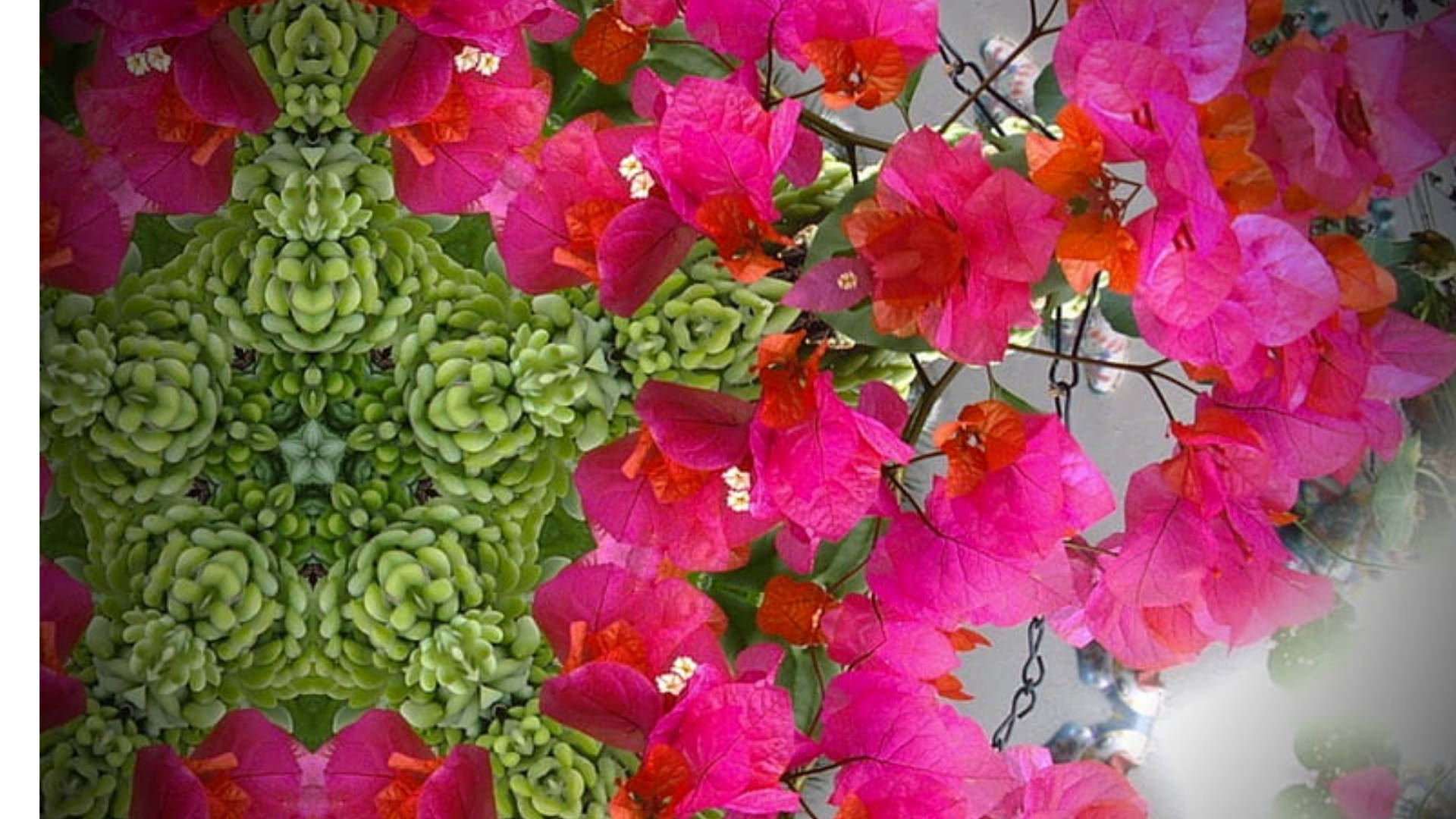 Bougainvillea And Succulents Background