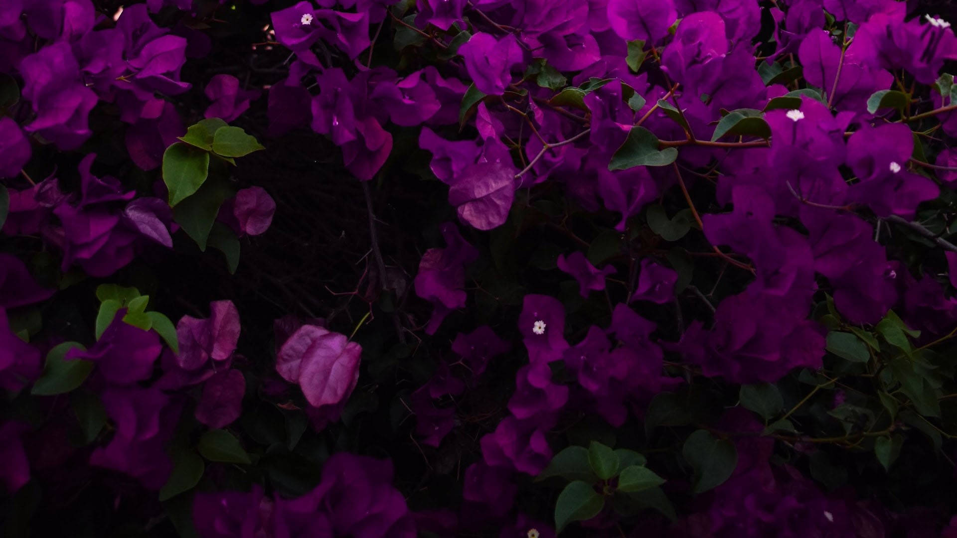 Bougainvillea As An Aesthetic Purple Flower Background