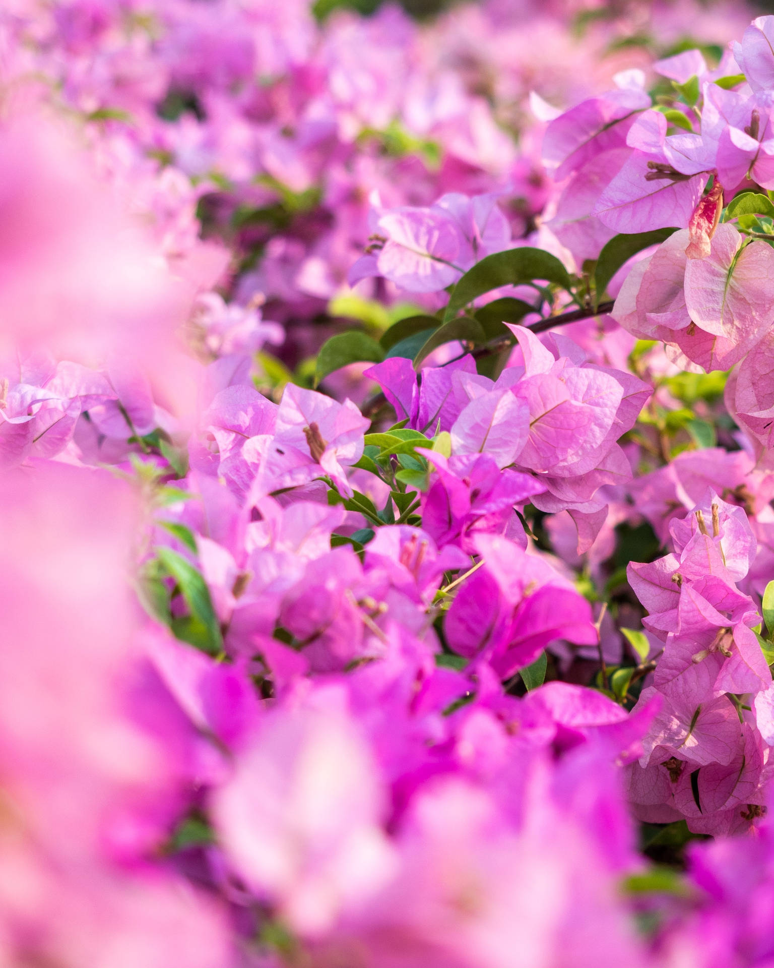 Bougainvillea Flower Android Background