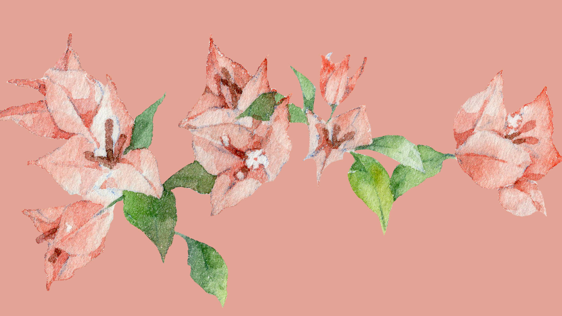 Bougainvillea Flowers In Watercolor Background