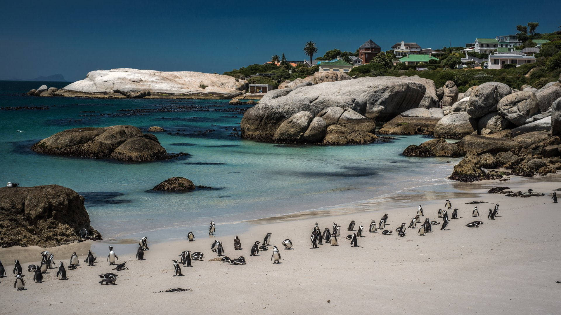 Boulders Beach Cape Town Background