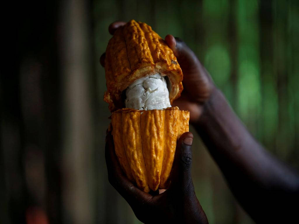 Bountiful Harvest Of Cocoa Beans In Ivory Coast Background