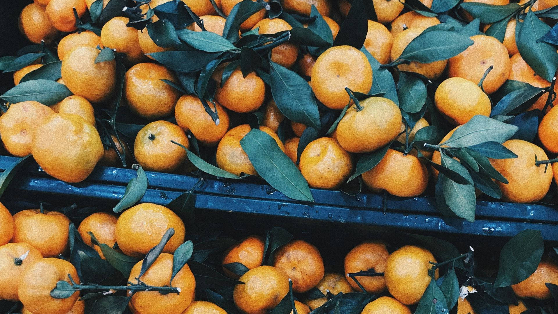 Bountiful Harvest Satsuma Fruit Background