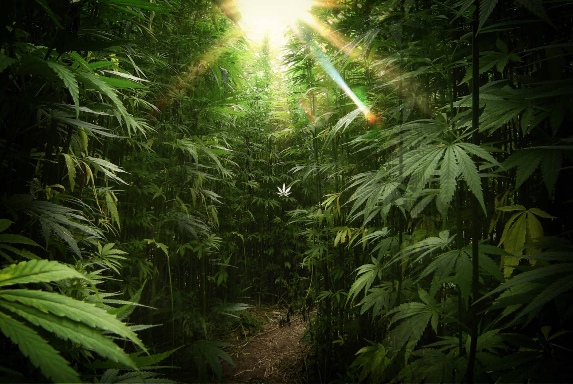 Bountiful Marijuana Forest Background
