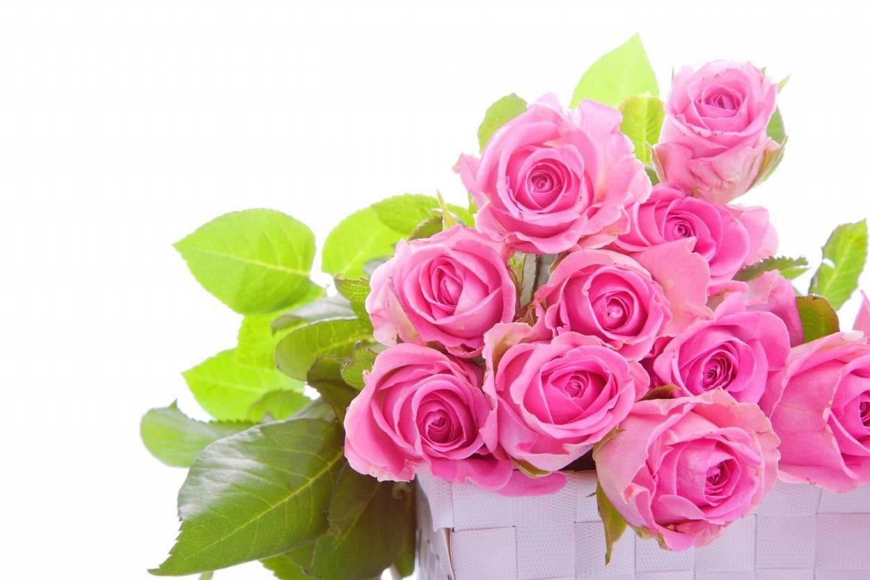 Bouquet Of Blooming Pink Roses Background